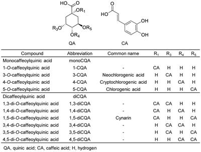 Identification and Functional Characterization of Genes Involved in the Biosynthesis of Caffeoylquinic Acids in Sunflower (Helianthus annuus L.)